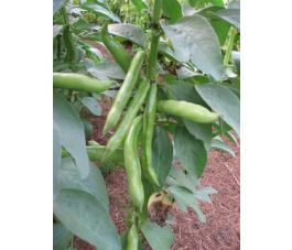 Fève commune - Eleonora - BIO