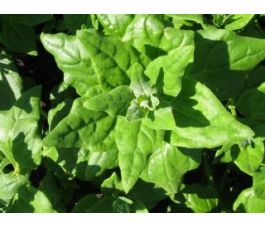 Épinard de Nouvelle Zélande - BIO