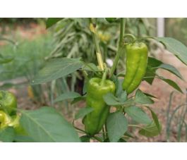 Poivron - Jubilanska - BIO