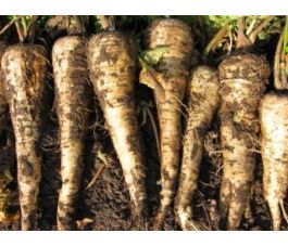 Panais - Tender and True - BIO