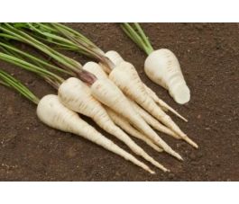 Panais - Halblange Weisse - BIODYNAMIQUE - 50% de remise pour cause de germination réduite