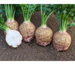 Céleri-rave - Ibis - BIODYNAMIQUE - 50% remise - germination réduite