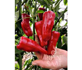 Poivron - T&uuml;rkischer Gew&uuml;rzpaprika - BIODYNAMIQUE