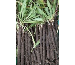 Scorsonère - Nestor - BIO - 50% remise - germination réduite