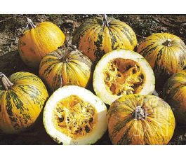 Courge oléagineuse Retzer Gold graines biologiques