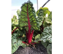 Côtes de bettes - Rhubarb Chard - BIO