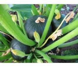 Potimarron - Zappalito - BIO