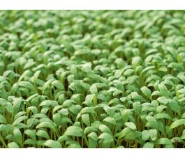 Cresson à grandes feuilles -BIODYNAMIQUE