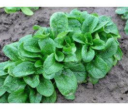 Mâche - Vit - BIODYNAMIQUE