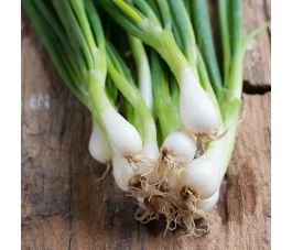 Cébette/Oignon en botte - White Lisbon - BIO