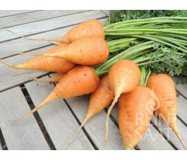 Carotte - Ochsenherz/Coeur de boeuf - BIO - 50% remise - germination réduite