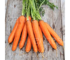 Carotte - Sélection Berlicum SAT 505 - BIO