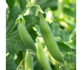 Pois mangetout - Sugar snap Nairobi - 50% de remise -germination réduite