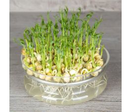 Pois vert - graines &agrave; germer 50g - BIO