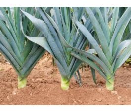 Poireau d'hiver - Avano - BIODYNAMIQUE