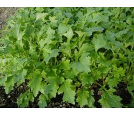 Navet-feuille - Namenia - BIO