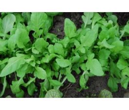 Roquette - Ruca - BIODYNAMIQUE
