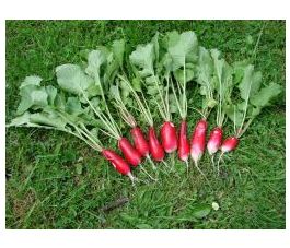 Radis, French Breakfast 2