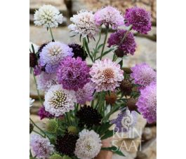 Scabiosa atropurpurea &ndash; Scabieuse pourpre - BIODYNAMIQUE
