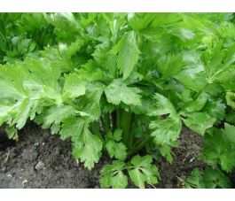 Céleri à côtes - Blanc Pascal - BIO