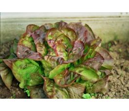 Laitue pommée - Merveille de quatre saisons - BIO