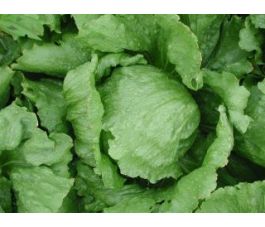 Laitue iceberg - Saladin - BIO