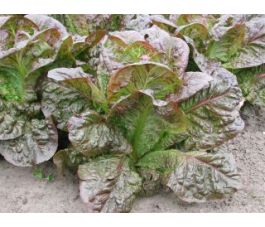Laitue romaine - Little Leprachaun - BIO