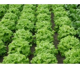 Laitue à couper - Black seeded Simpson - BIO