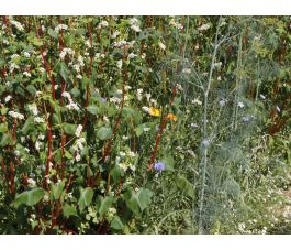 Mélange Hannover, Bingenheim