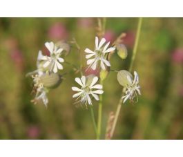 Silene vulgaris &ndash; Sil&egrave;ne enfl&eacute; - BIO