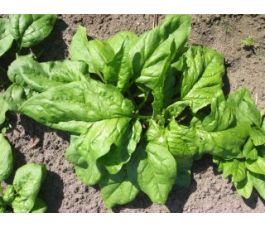 Épinard, Vroeg Reuzenblad