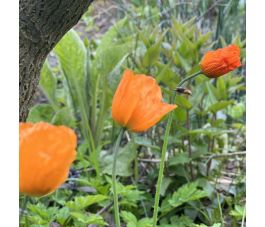 Papaver cambricum fleur orange vivace biologique 1