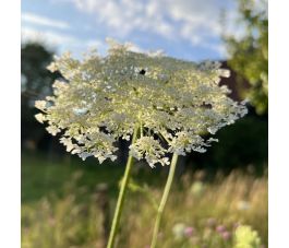 Daucus carota fleurs blanches ombelles