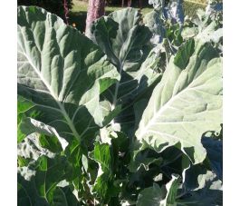 Giant of Jersey feuilles récolte 2
