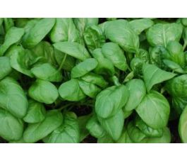 Épinard - Thorin (Matador) - BIODYNAMIQUE