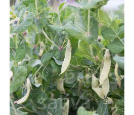 Pois mangetout - Golden Sweet - BIO