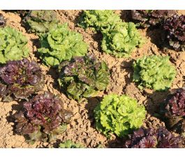 M&eacute;lange Batavia - Colorata - BIODYNAMIQUE