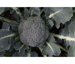 Brocoli - Floris - BIO