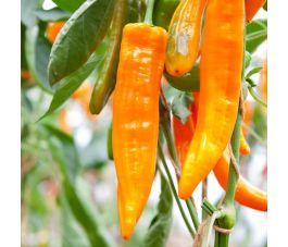 Poivron doux - Kyra - BIO