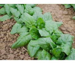 Épinard - Verdil - BIODYNAMIQUE 