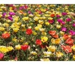 Portulaca grandiflora &ndash; Pourpier &agrave; grandes fleurs - BIODYNAMIQUE