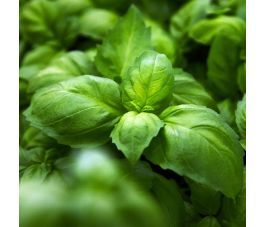 Basilic anis - Ah Nice - BIO