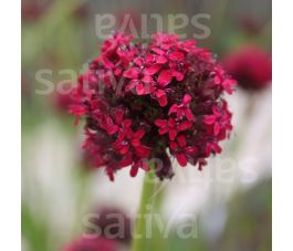 Silene asterias &ndash; Sil&egrave;ne rouge-sang