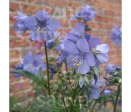 Polemonium caeruleum - Polimoine bleue/Echelle de Jacob