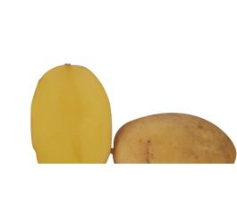 Plants de pomme de terre - Nola - A28/35 - BIO