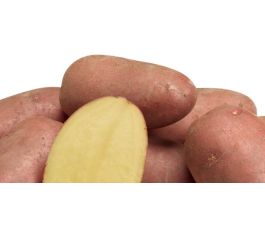 Plants de pomme de terre - Alouette 35/45 - BIO