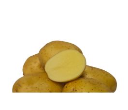 Plants de pomme de terre - Peter Pan - 28/35 - BIO