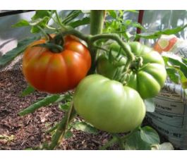 Tomate - Marmande - BIO