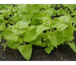 Arroche des jardins - Vert clair - BIO - 50% de remise pour cause de germination réduite