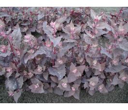 Arroche des jardins - Rouge - BIO